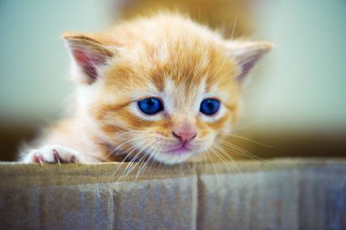 Arka planda sevimli bir kedi yavrusu