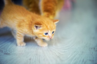 Arka planda sevimli bir kedi yavrusu