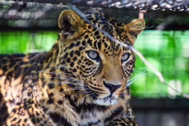 güzel bir leopar portresi