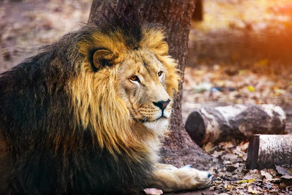 Beautiful Mighty Lion running to her lioness — Stock Photo, Image