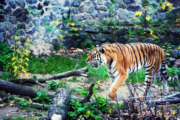 Bellissimo ritratto di tigre amur — Foto Stock