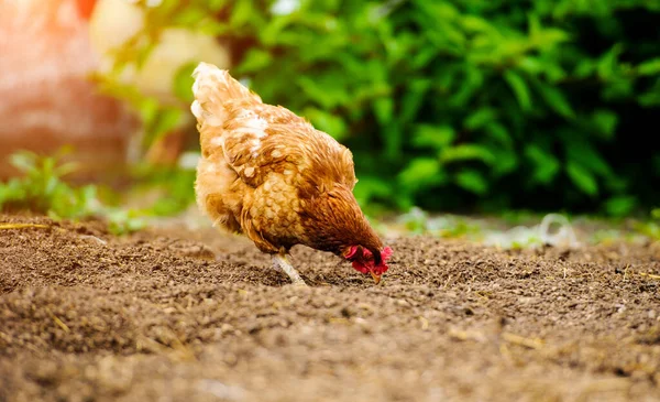 Pollo in una fattoria — Foto Stock