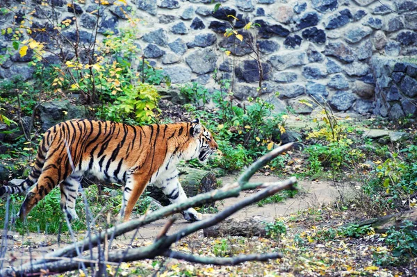 Beautiful amur tiger portrait — Stock Photo, Image