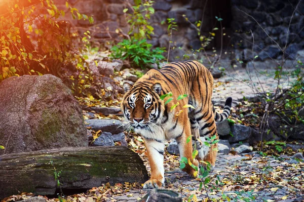 Bellissimo ritratto di tigre amur — Foto Stock