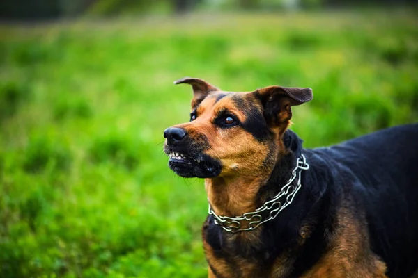 怒って犬の攻撃。犬は攻撃的で危険に見える. — ストック写真