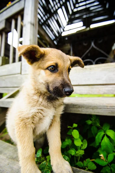 Ritratto Cucciolo Carino — Foto Stock