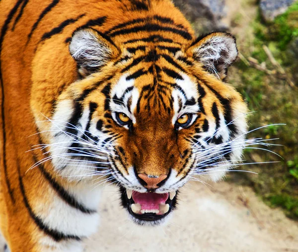 Vacker Tiger Djur Bakgrunden — Stockfoto