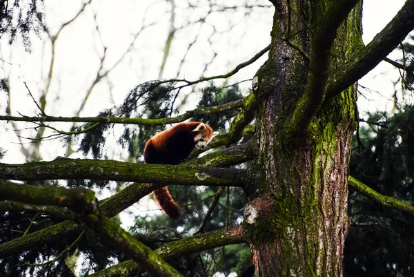 Portrait d'un panda rouge (Ailurus fulgens)  ) — Photo