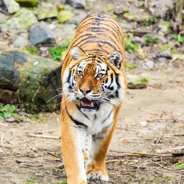 Schönes Tigertier Hintergrund — Stockfoto