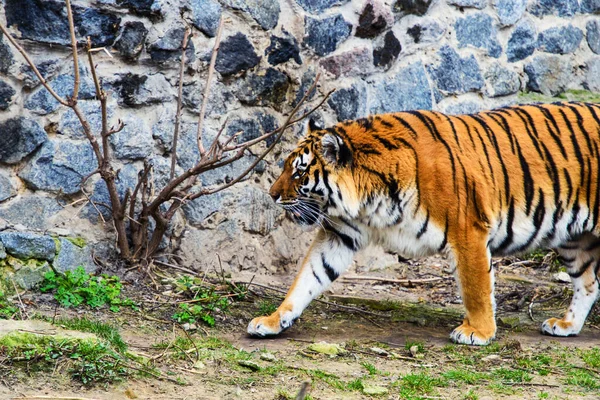Bel Animal Tigre Sur Fond — Photo