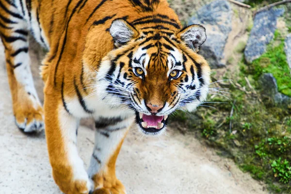 Bellissimo Animale Tigre Sfondo — Foto Stock