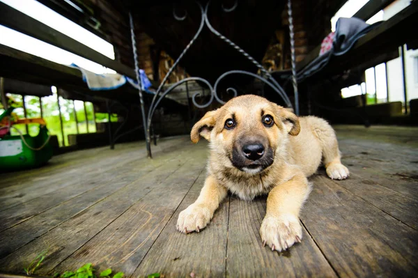 Retrato Filhote Cachorro Bonito — Fotografia de Stock
