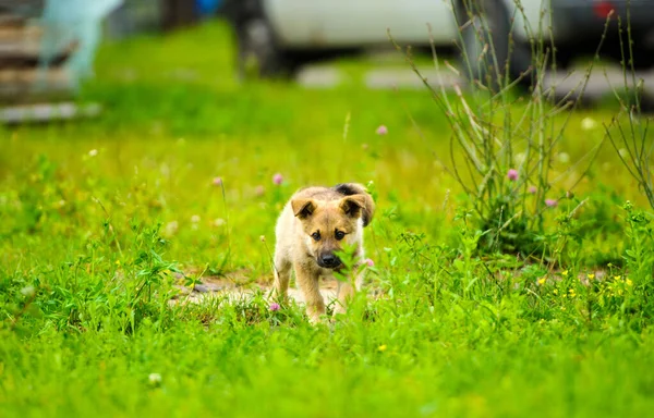 Pequeño cachorro está corriendo felizmente con orejas flojas a través de un jardín — Foto de Stock
