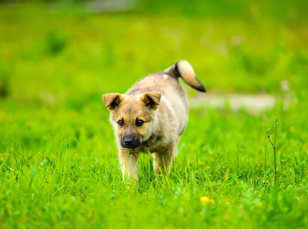 子犬は順調に実行フロッピー耳トラフと庭園 — ストック写真