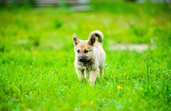 Petit chiot est en cours d'exécution heureux avec des oreilles souples à travers un jardin — Photo