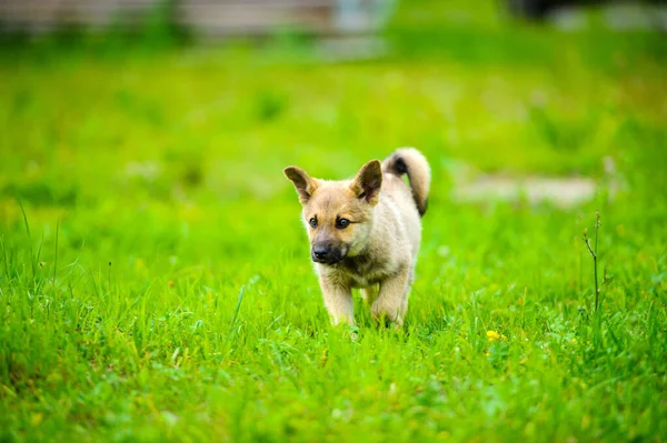 Маленький щенок счастливо бежит с гибкими ушами через сад — стоковое фото