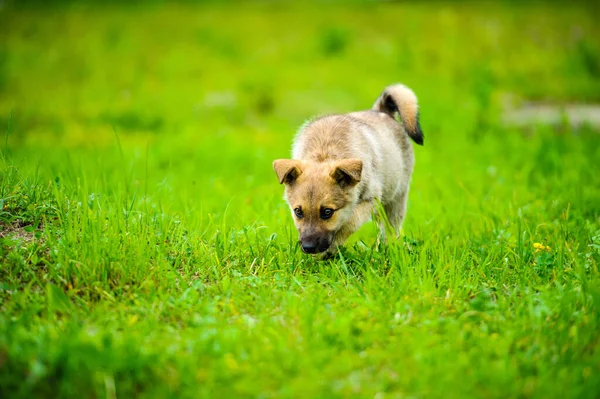 Köpek yavrusu mutlu bir bahçe ile yumuşak ve sarkık kulakları yalak çalışıyor — Stok fotoğraf