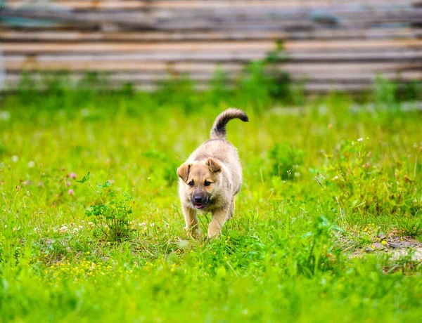 Piccolo cucciolo sta correndo felicemente con le orecchie flosce attraverso un giardino — Foto Stock