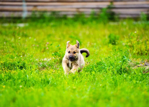 Köpek yavrusu mutlu bir bahçe ile yumuşak ve sarkık kulakları yalak çalışıyor — Stok fotoğraf