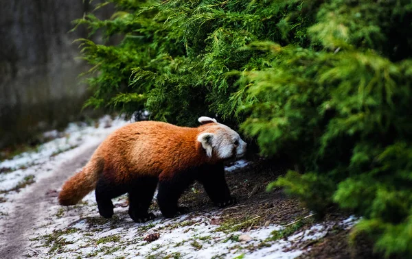 Portrait d'un panda rouge (Ailurus fulgens)  ) — Photo