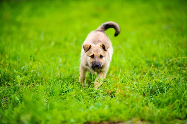 Kleine pup loopt gelukkig met floppy oren via een tuin — Stockfoto