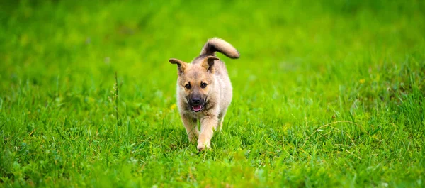 Köpek yavrusu mutlu bir bahçe ile yumuşak ve sarkık kulakları yalak çalışıyor — Stok fotoğraf