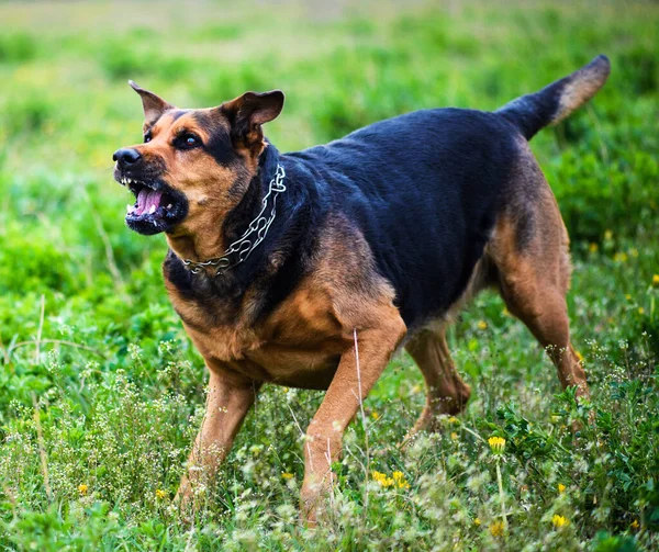 Angry dog attacks. The dog looks aggressive and dangerous.