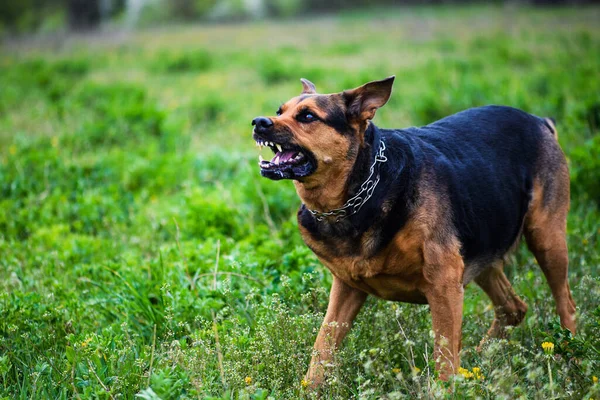 Kızgın köpek saldırıları. Köpek saldırgan ve tehlikeli görünüyor.. — Stok fotoğraf