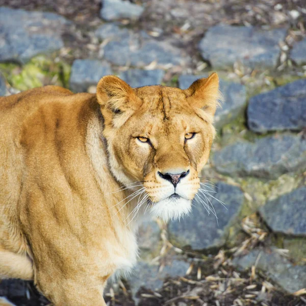 Hermoso león poderoso — Foto de Stock