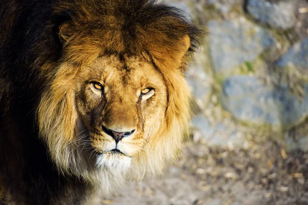 Beautiful Mighty Lion — Stock Photo, Image