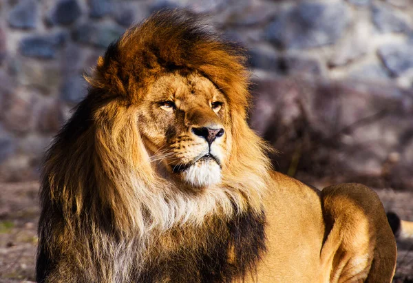 美丽威武的雄狮 — 图库照片