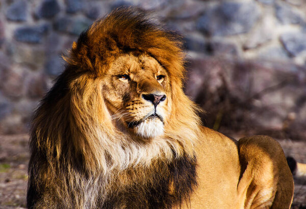 Beautiful Mighty Lion