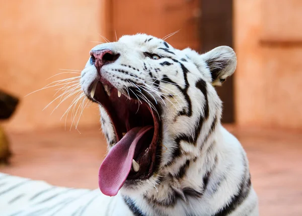 Krásný bílý tygr portrét — Stock fotografie