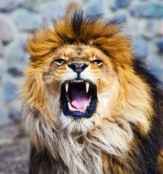 Beautiful Mighty Lion — Stock Photo, Image