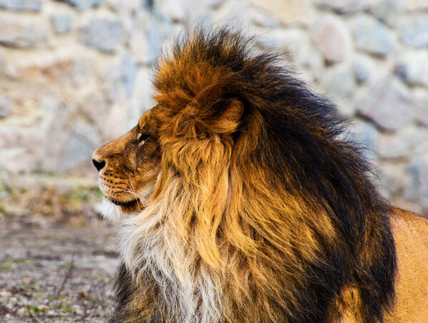 Beautiful Mighty Lion