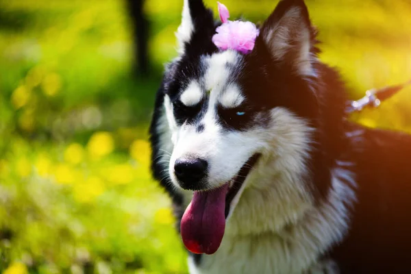 Divertido perro husky acostado en la hierba, la primavera —  Fotos de Stock