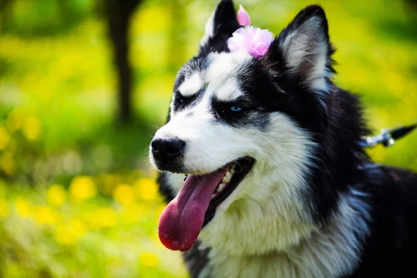 Divertido perro husky acostado en la hierba, hora de verano —  Fotos de Stock