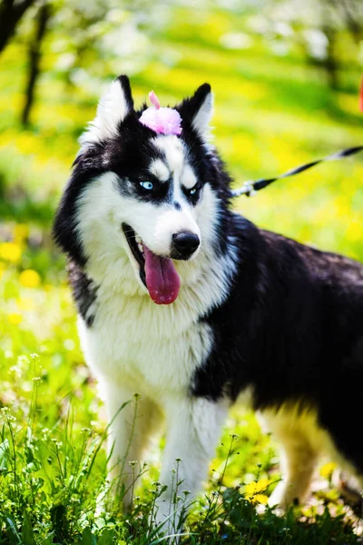 Lustiger Husky-Hund im Gras liegend, Frühlingszeit — Stockfoto