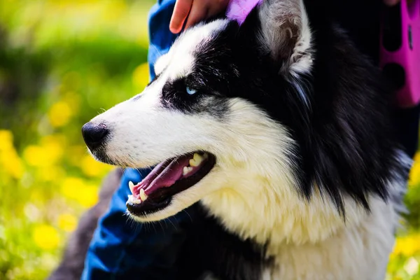 Śmieszne Husky pies leżący na trawie, czas letni — Zdjęcie stockowe