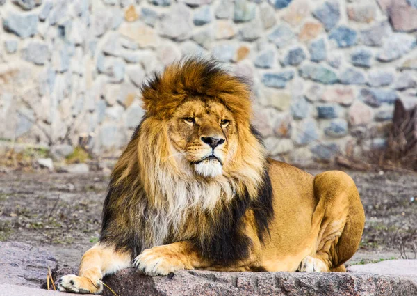 Mooie machtige Lion — Stockfoto