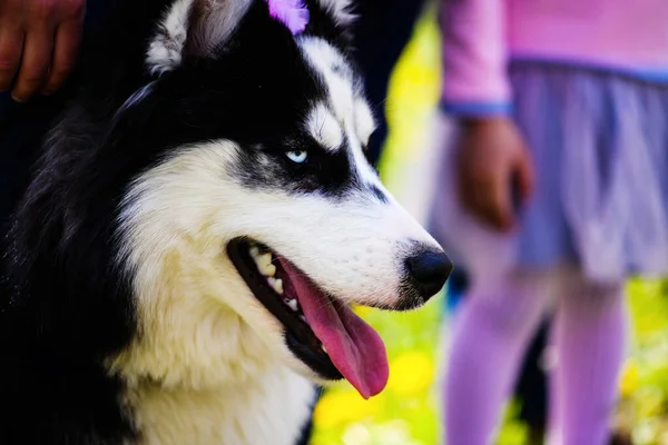 Zabawny pies husky, leżąc na trawie, wiosna — Zdjęcie stockowe