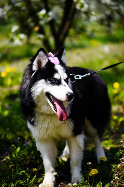 Cão husky engraçado deitado na grama, tempo de primavera — Fotografia de Stock