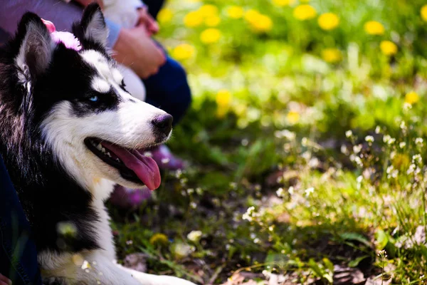 Divertido perro husky acostado en la hierba, hora de verano —  Fotos de Stock