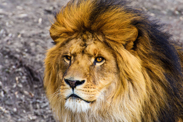 Beautiful Mighty Lion. Animal world. Big cat.