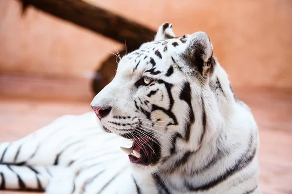 Retrato de tigre branco bonito — Fotografia de Stock