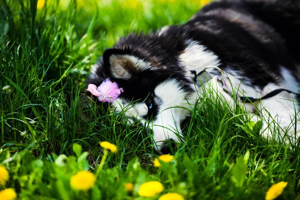 หมาฮัสกี้ตลกนอนบนหญ้า ช่วงฤดูร้อน — ภาพถ่ายสต็อก