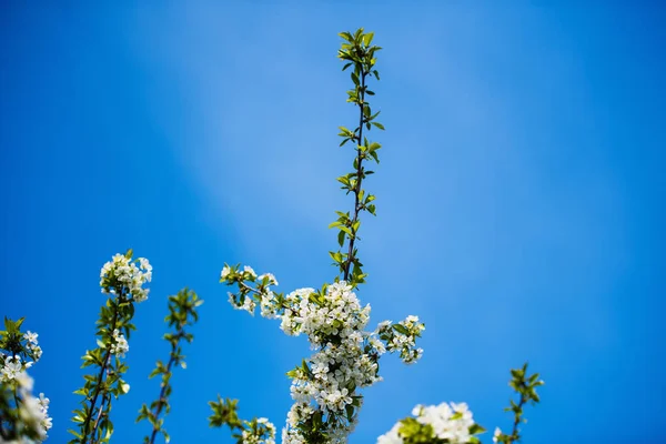 Apfelblüte am Baum, Frühlingszeit — Stockfoto