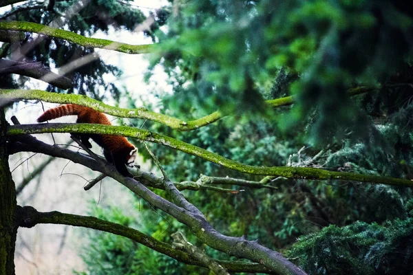 Porträt eines Roten Pandas (ailurus fulgens) ) — Stockfoto