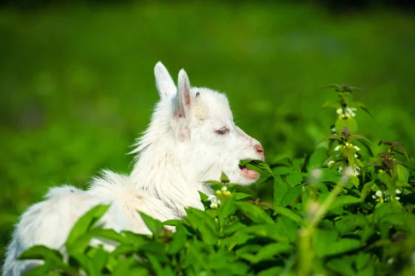 Pequeño niño de cabra blanca — Foto de Stock