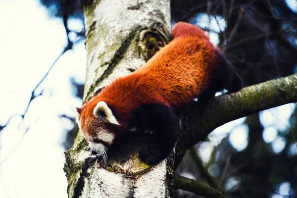 A vörös Panda (Ailurus fulgens portréja ) — Stock Fotó